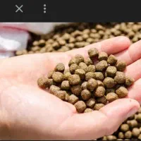 حدود20کیلو خوراک ماهی قزل