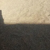 برنج عنبربو و چلتک خشک