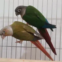 یک جفت گرینچیک