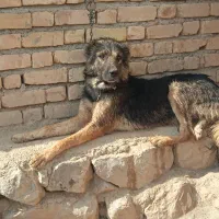 سگ جوان|سگ|بجنورد, |دیوار