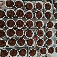 حلوا بربری،به شرط تست