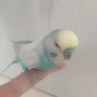 مرغ عشق نر رام