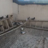 کبوتر سینه کلی