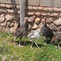 بوقلمون چهار ماهه برنز 100عددهمش نر