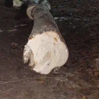 فروش چوب قیمت۱۲تومن|عمدهفروشی|هشتگرد, شهرک سهیلیه|دیوار