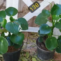 سری جدیدگلهای زیبا|گل و گیاه طبیعی|کرج, شهرک بهداری|دیوار