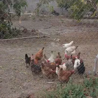 فروش مرغ تخم گذار محلی نژاد گلپایگان