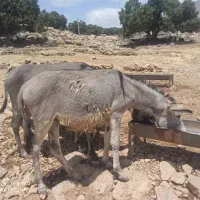 کره خر ماده