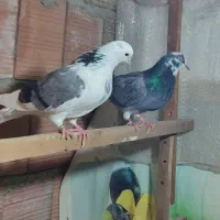 یک جفت ابلغ سبز دهن جور