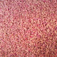 فروش بذرگندم سردار/بوجاری شده