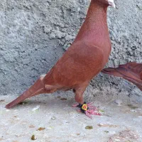 سرخ|پرنده|زاهدان, |دیوار