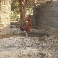 خروس لاری|حیوانات مزرعه|بافت, |دیوار