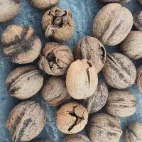 گردو کاغذی تازه
