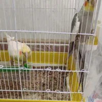 عروس هلندی|پرنده|رشت, فلسطین|دیوار