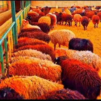 گوسفند با شرایط وویژه چکی و اقساط××زنده|حیوانات مزرعه|مشهد, کشاورز|دیوار