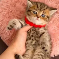 بچه گربه تبی