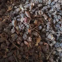 کشمش ابگیری وپلویی ودست چین شده