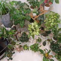 فروش گل های آپارتمانی به دلیل مهاجرت|گل و گیاه طبیعی|تهران, وردآورد|دیوار