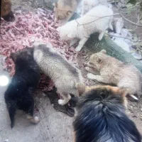 سگ ژرمن|سگ|قائن, |دیوار