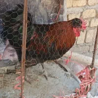 خروس سیاه معاوضه  با مرغ تخم گذار