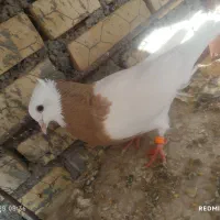 طوقی ماده|پرنده|اهواز, اسماعیلیه|دیوار