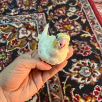 طوطی عروس لوتینو سرلاکی