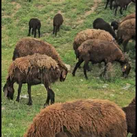 90راس میش هتروبا90راس بره