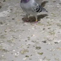 پلاکی المانی مسافتی