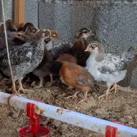 جوجه مرغ ۵۰ روز