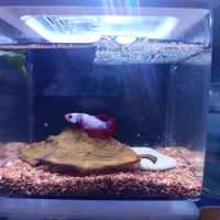 فایتر نر پلاکت