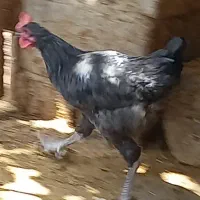 خروس استرالوپ