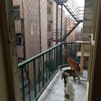 امنیت بالکن برای گربه و کبوتر|خدمات پیشه و مهارت|تهران, قلهک|دیوار