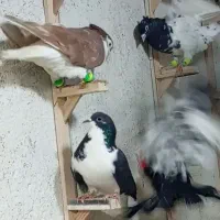 کبوتر|پرنده|میان جلگه, |دیوار