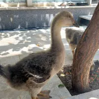 جوجه غاز ۲ ماهه