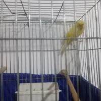 قناری نر  کوتاه بلند خون|پرنده|تهران, مسعودیه|دیوار