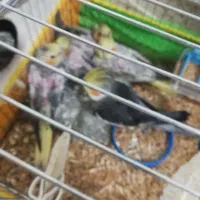 فروش جوجه عروس هلندی 1ماهه کاملا تربیت شده|پرنده|بجنورد, |دیوار