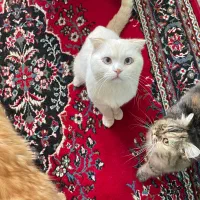 گربه اسکاتیش فولد نر چشم ابی|گربه|ساری, |دیوار