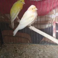 قناری جفت|پرنده|تویسرکان, |دیوار