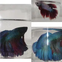 گوپی آنجل کالر زبرا لجن خوار|ماهی|قزوین, |دیوار