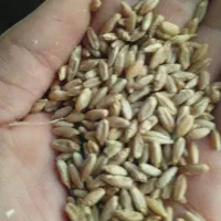 گندم ابی اکراینی
