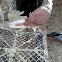 کبوتر فروشی|پرنده|سراوان, |دیوار