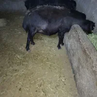 گوسفند چاق  برای  قربانی و مصرف خانگی
