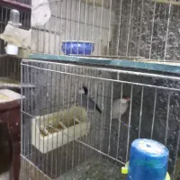 ۱۷ عدد فنچ نرگسی|پرنده|تهران, شیخ هادی|دیوار