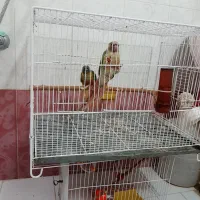 گرینچیک نروماده  اناناسی وتراکویس یلوساید فروشی