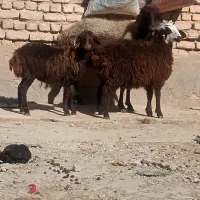 میش دوقلو زا ، میش بره دار ،میش ابستن بز|حیوانات مزرعه|مشهد, امیریه|دیوار