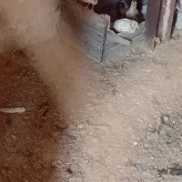 جوجه مرغ عربی اصل 35روزه آگهی دارخوین