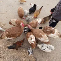 بوقلمون محلی بوربون