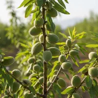 نهال گردوی پربار شروع درآمد میلیونی از باغ شما|خدمات باغبانی و درختکاری|تاکستان, |دیوار