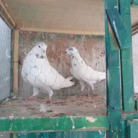 کفتر پرشی/ساعت بالا|پرنده|شاهدشهر, |دیوار