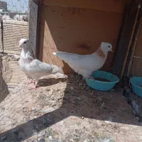 کبوتر|پرنده|فولادشهر, بوستان خلیج فارس|دیوار